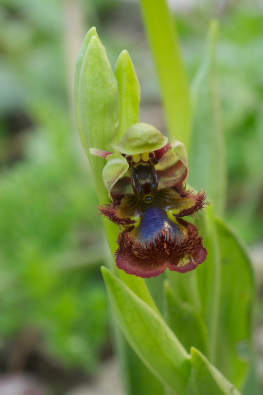 Ophrys speculum snob